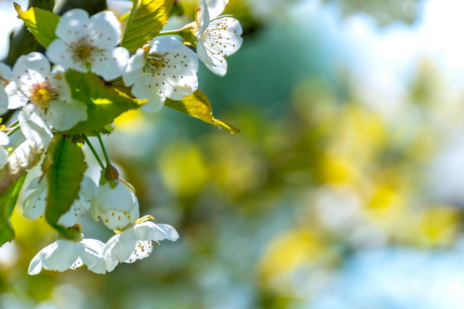 A close up of a cherry blossom tree with white flowers and green leaves.