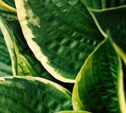 A close up of a plant with green and yellow leaves.