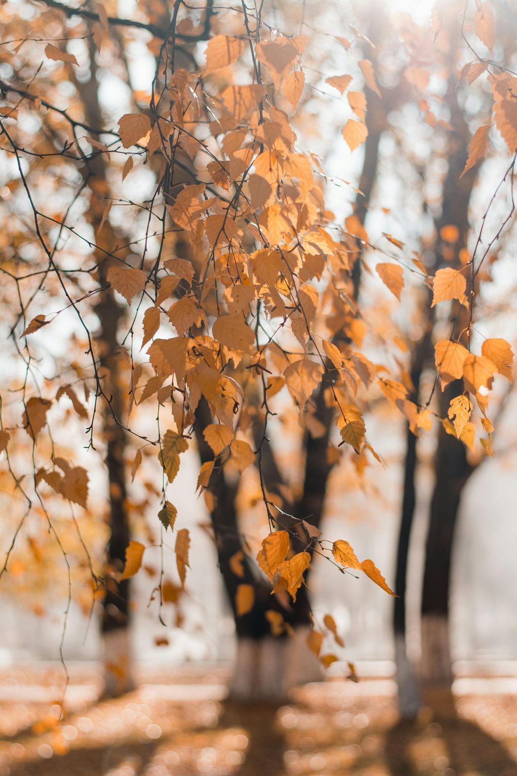 Golden autumn leaves on birch trees, with a blurred background of more trees and sunlight.
