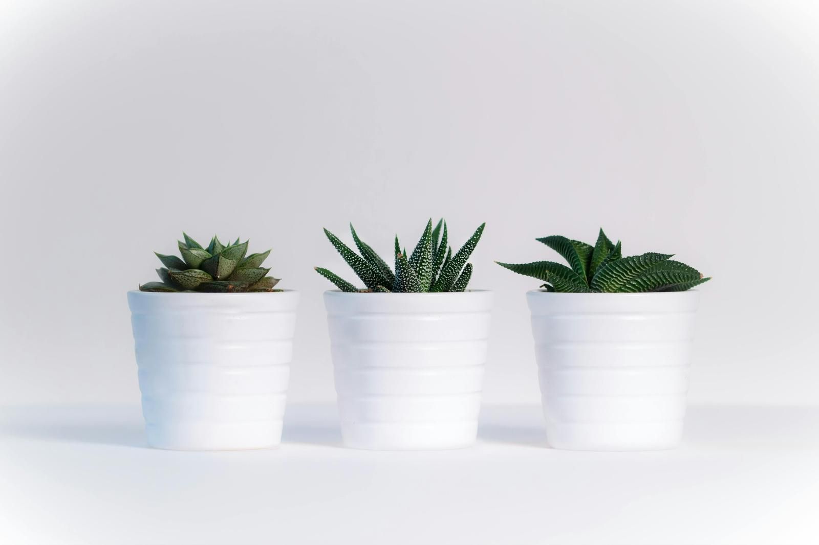 Three potted plants are sitting next to each other on a white surface.