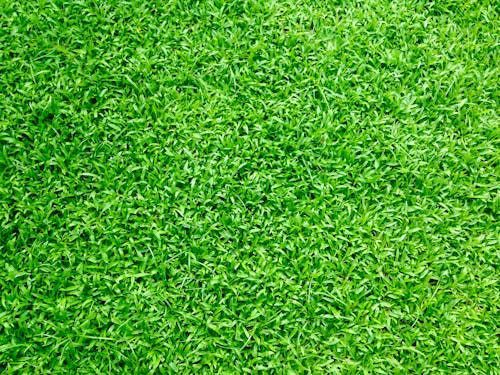 A close up of a lush green field of grass.