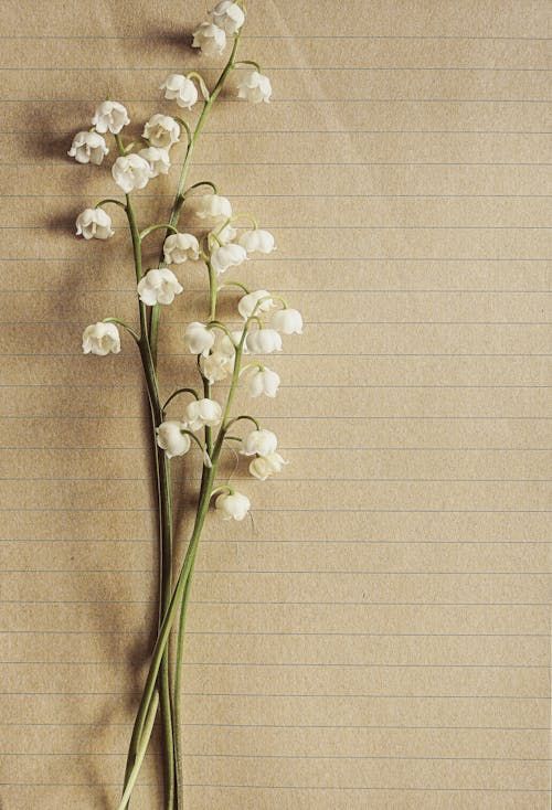 A lily of the valley flower is sitting on a piece of lined paper.