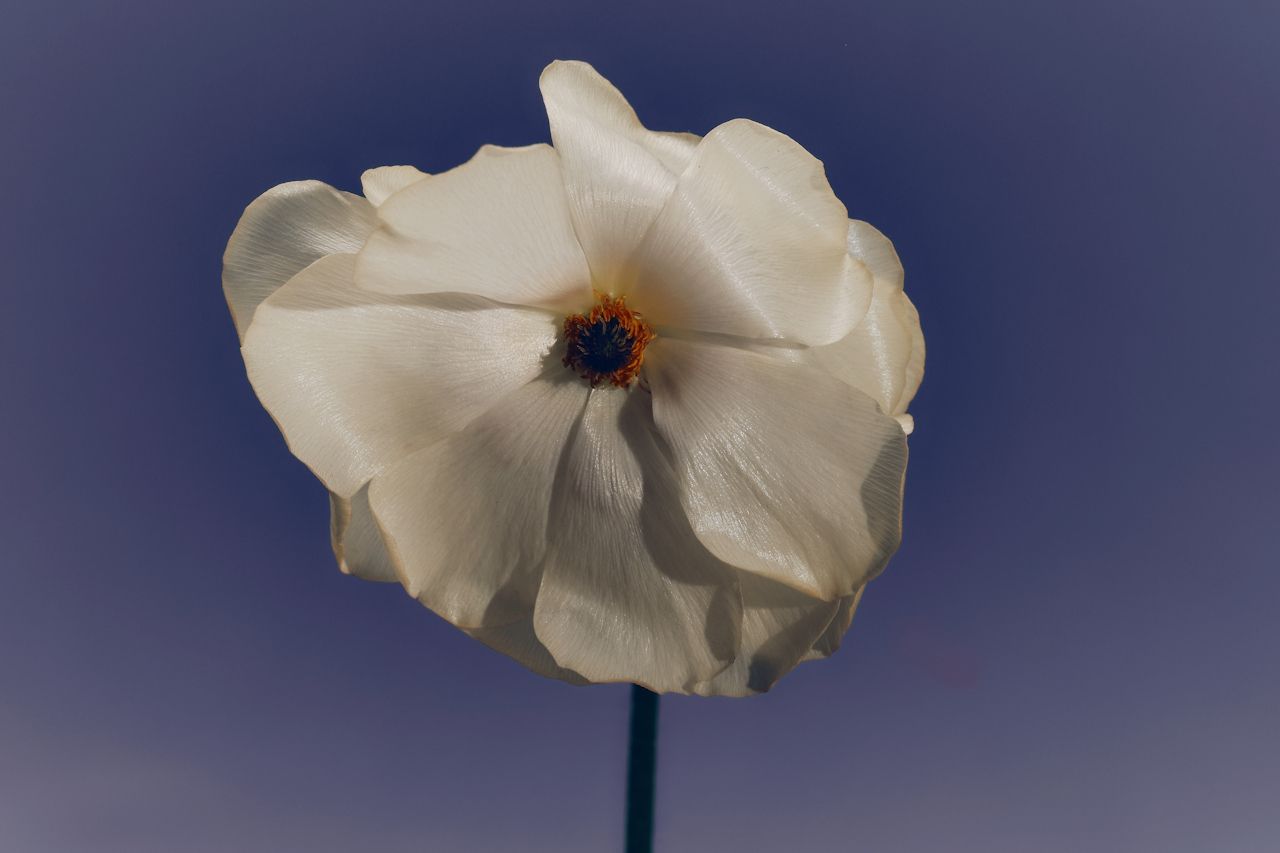 White flower against a blue sky, centered on a single stem
