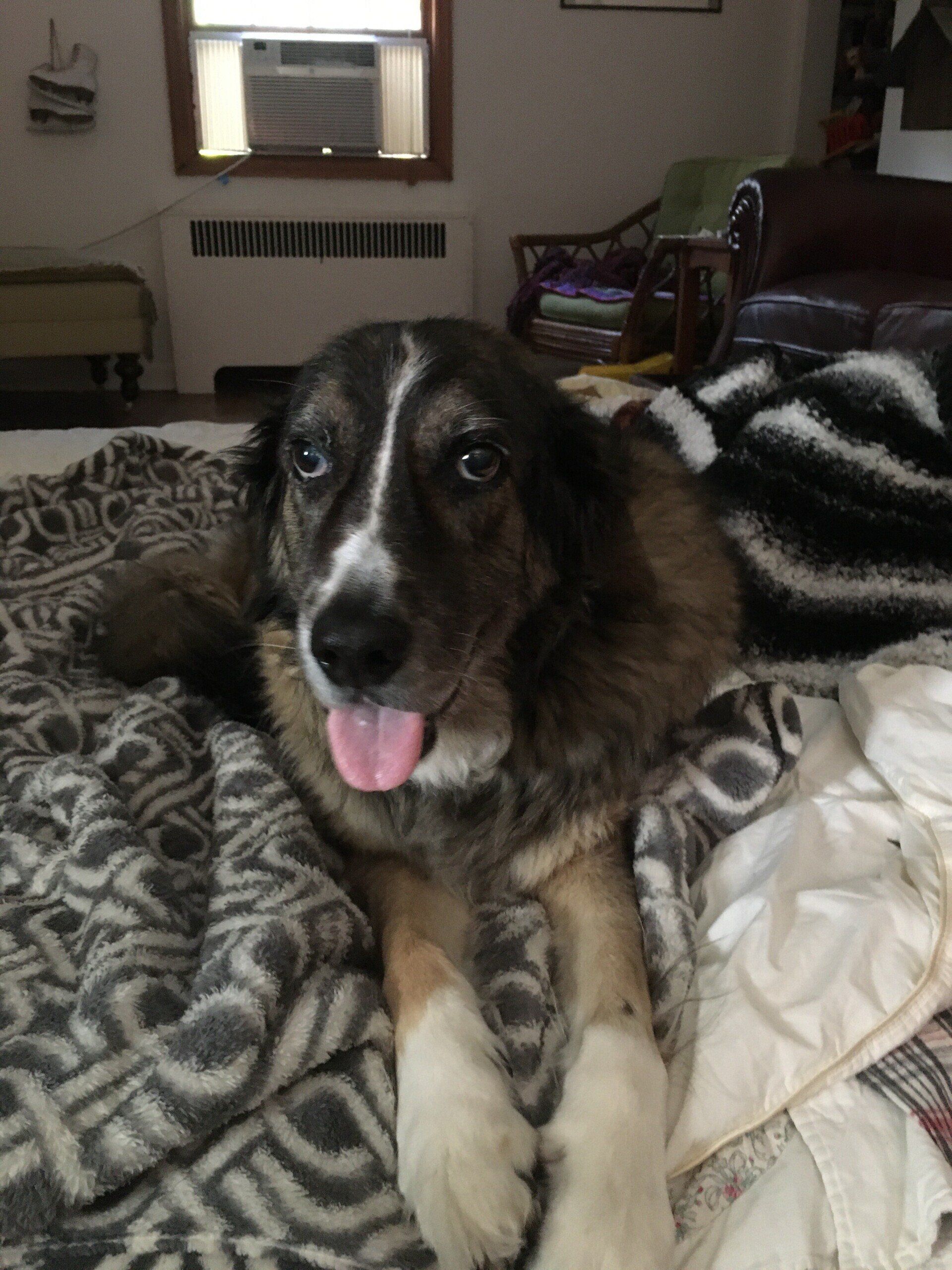 Virtual Animal Reiki