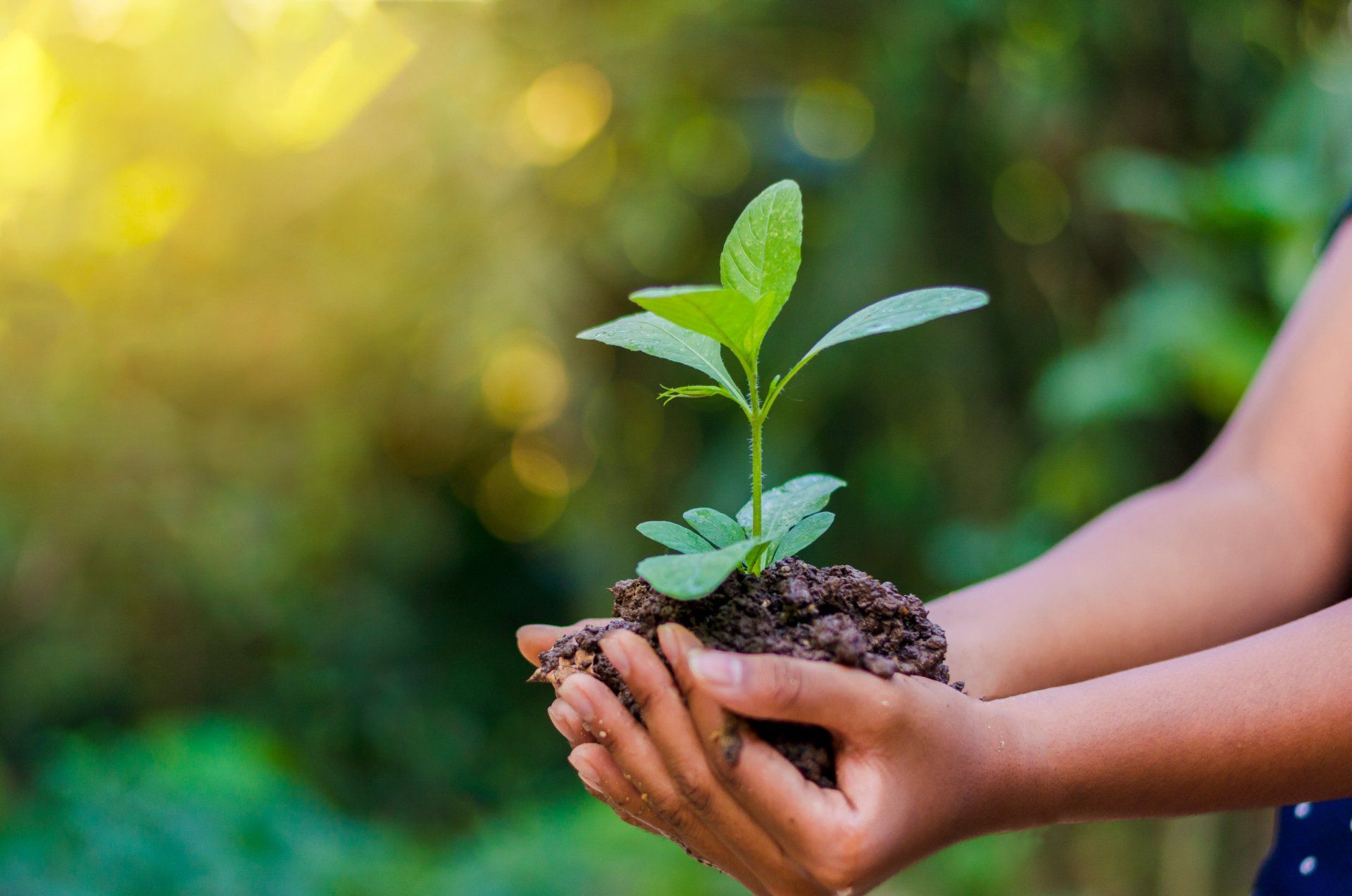 person holding soil and plant
