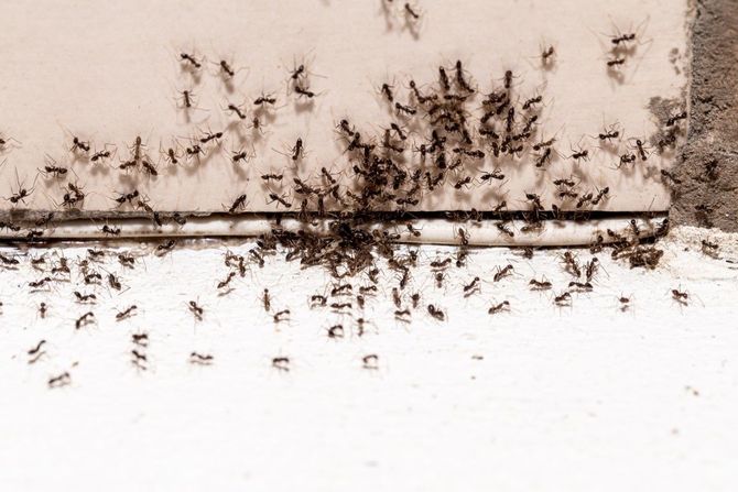 Small black ants clustered along a wall and baseboard on a white floor.