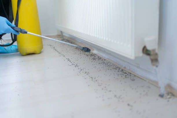 Gloved hand using a sprayer to treat pests along a white baseboard near a radiator