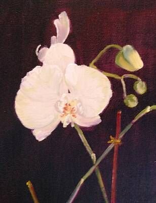 A close up of a painting of a white orchid on a black background.