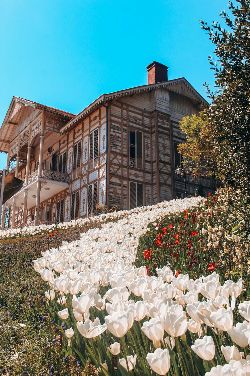 Tulip-lined path leading to a historic wooden house under a bright blue sky