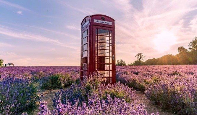 Red telephone box in heather-covered, sunlit field.