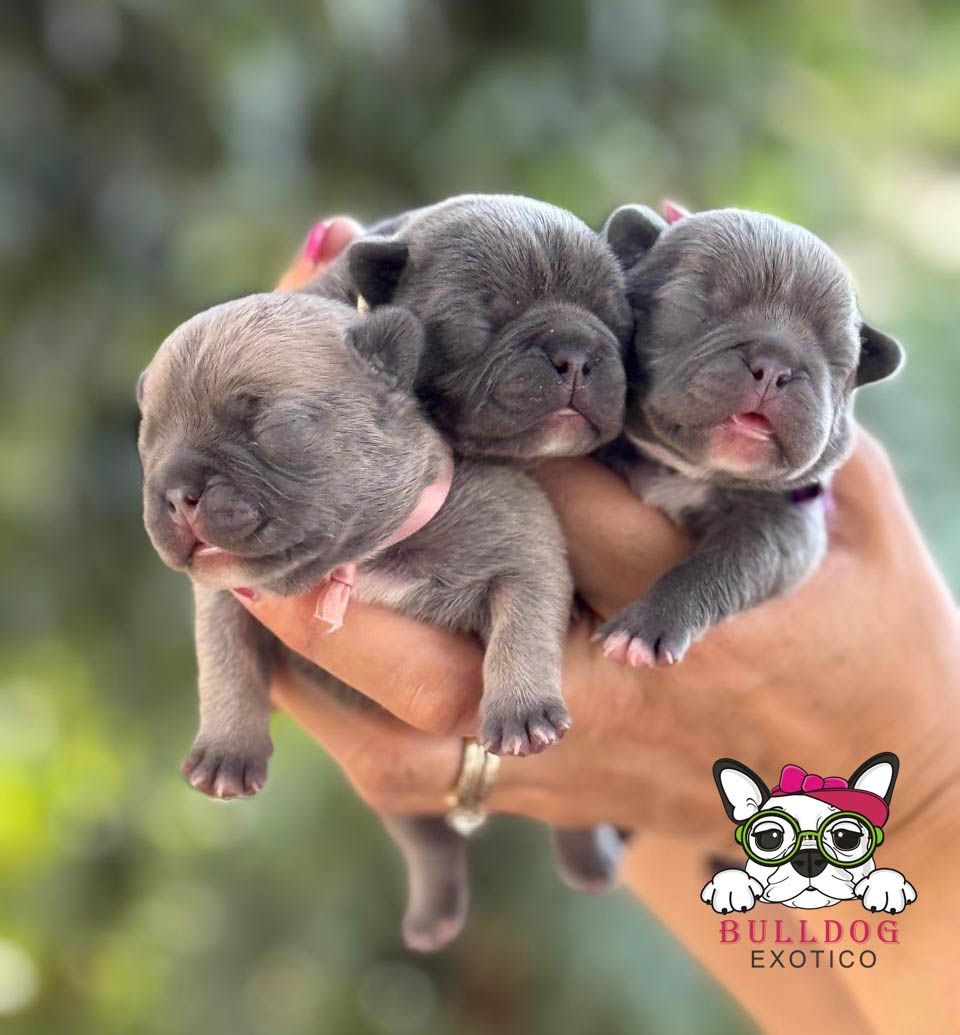 cachorros bulldog frances