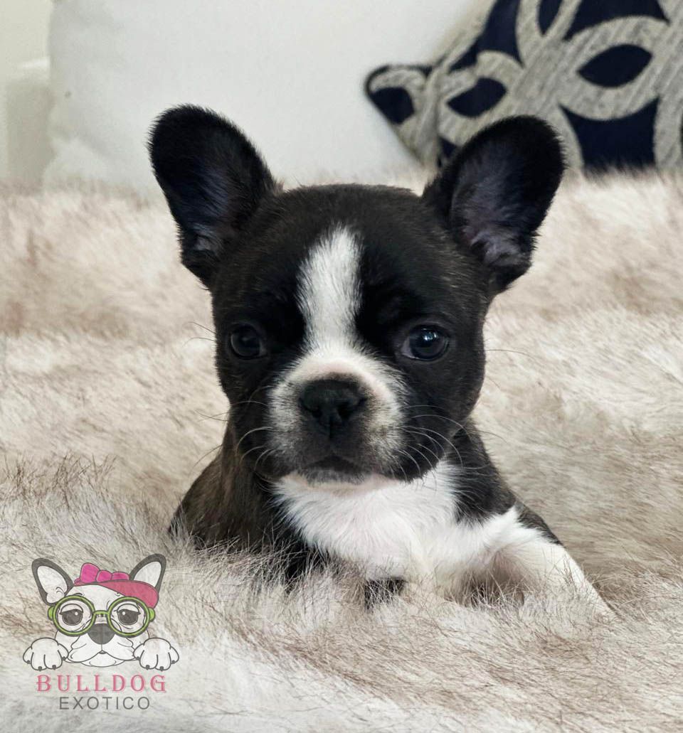 cachorro bulldog frances
