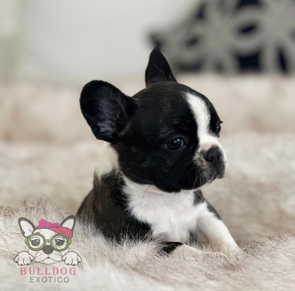 cachorro bulldog frances en venta