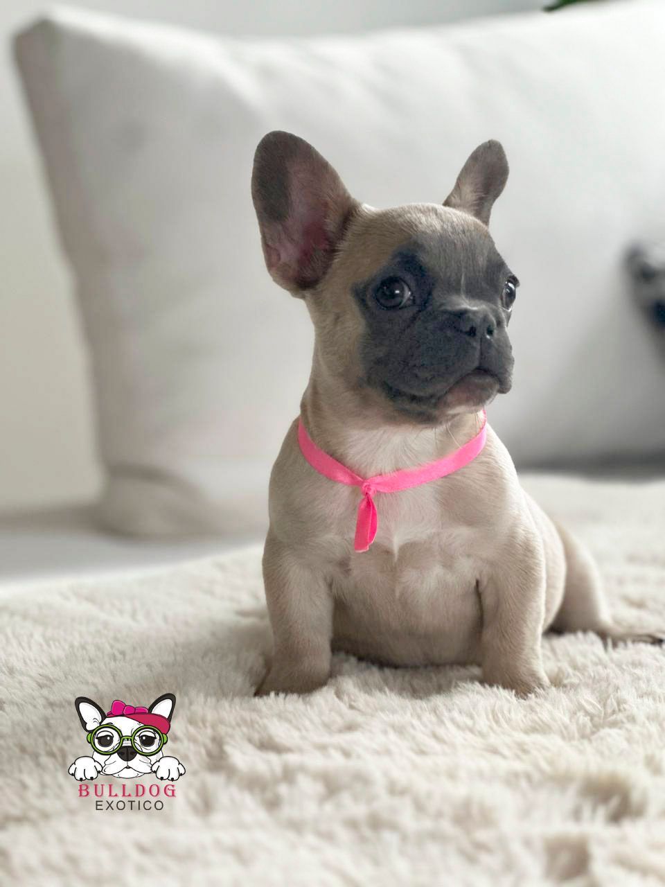 bulldog frances en venta