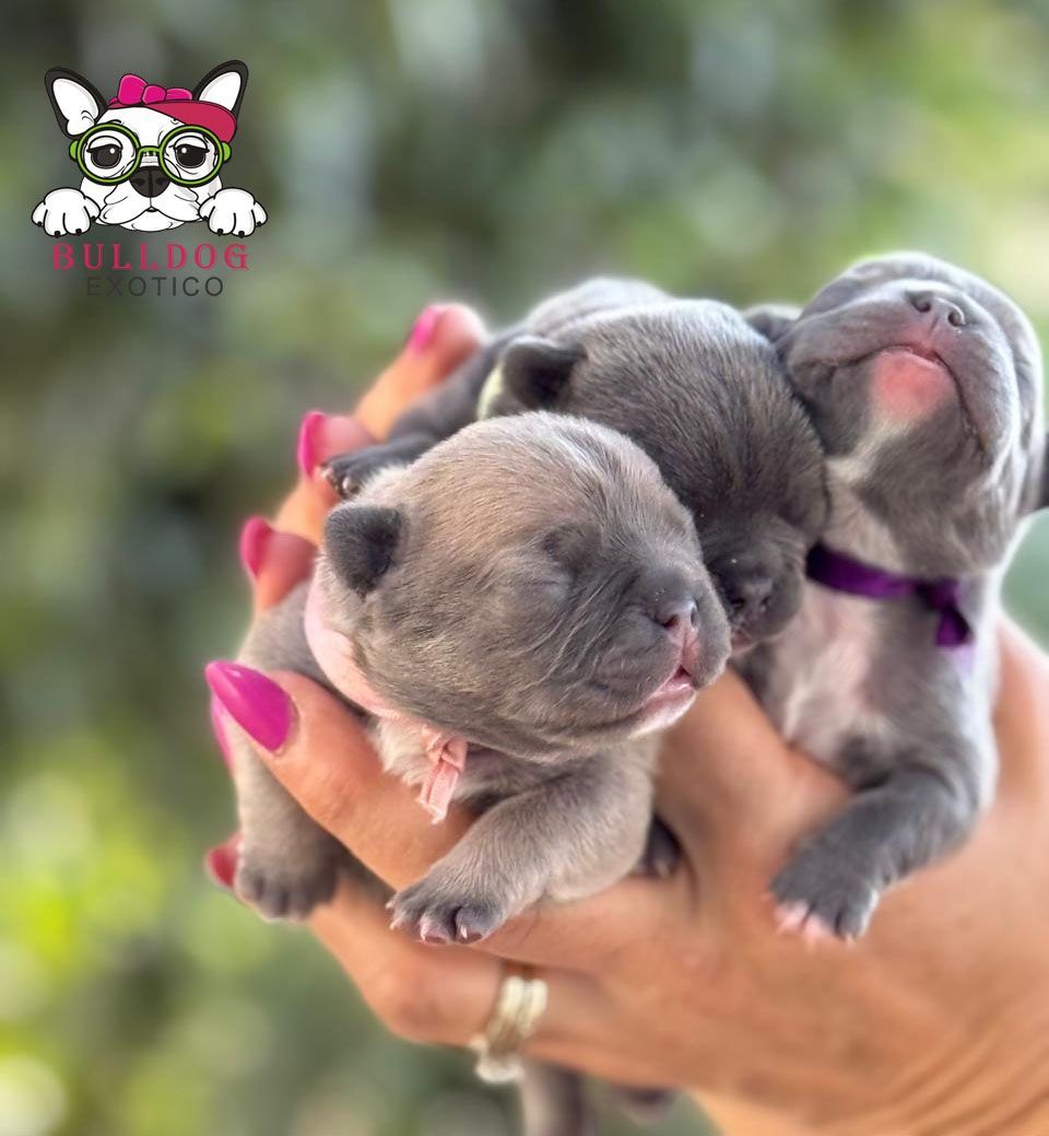 cachorros bulldog frances