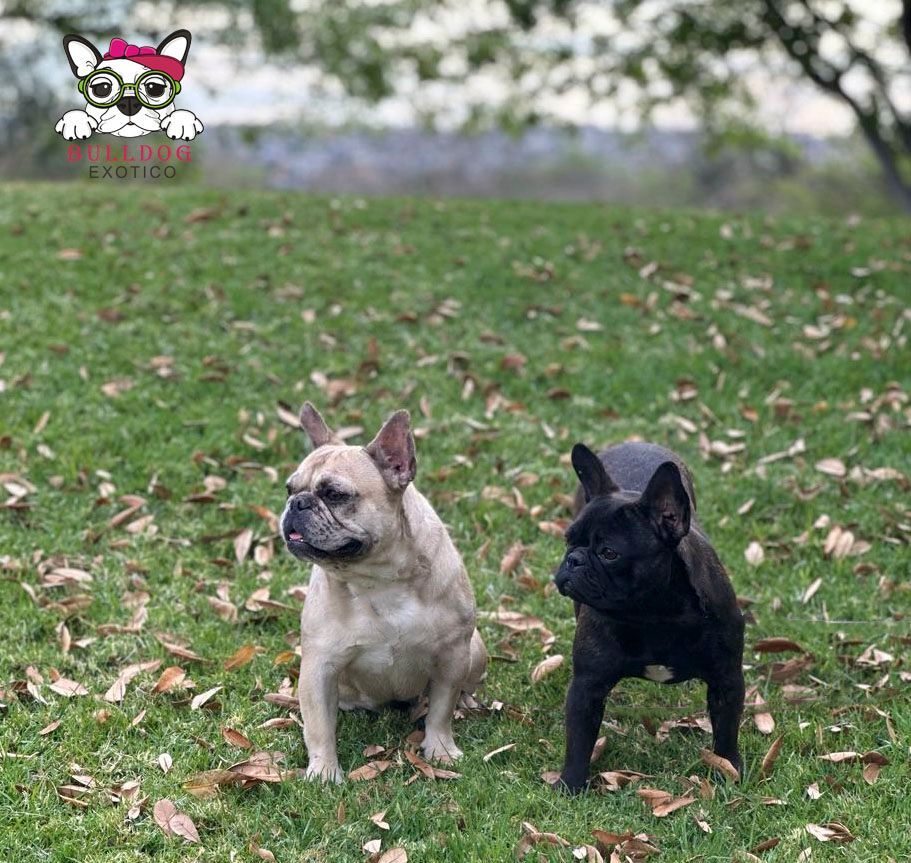 bulldog frances en venta