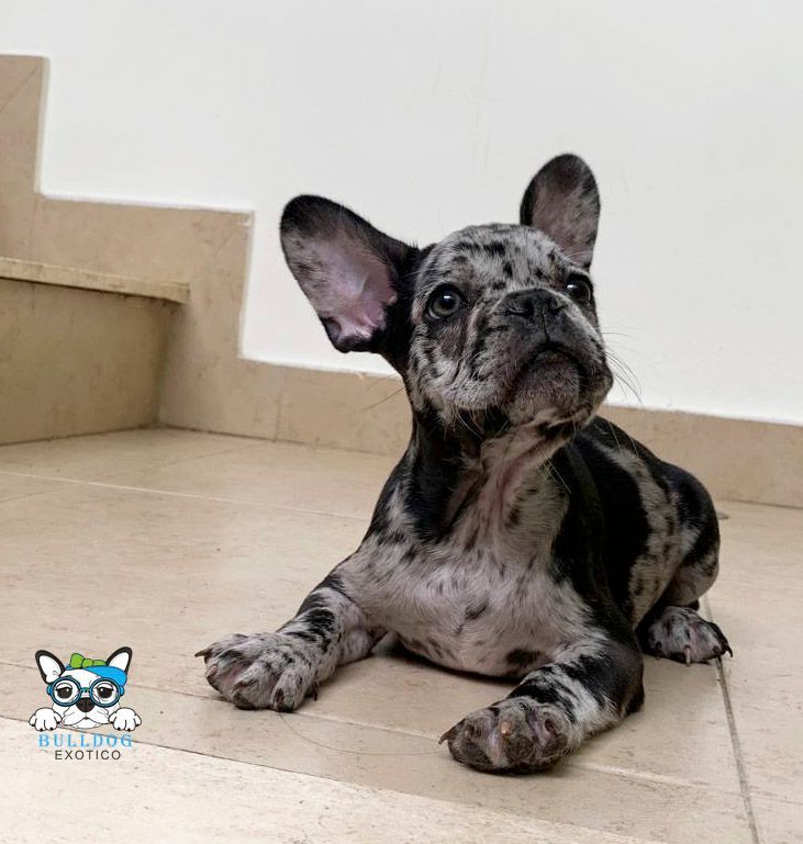 bulldog frances en venta