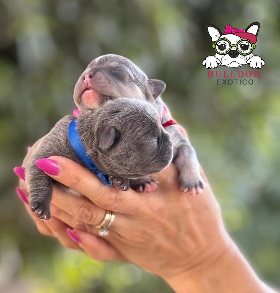 cachorros bulldog frances