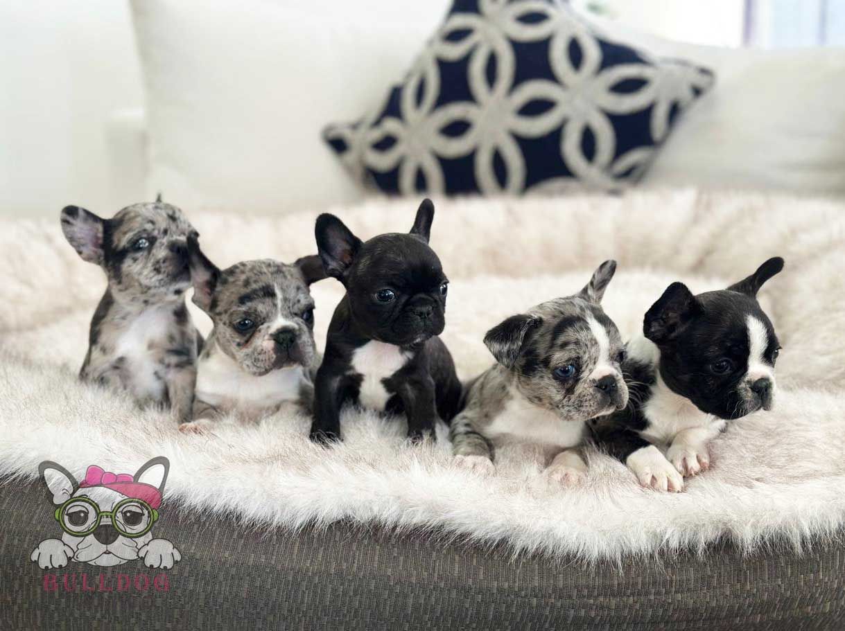 cachorro bulldog frances