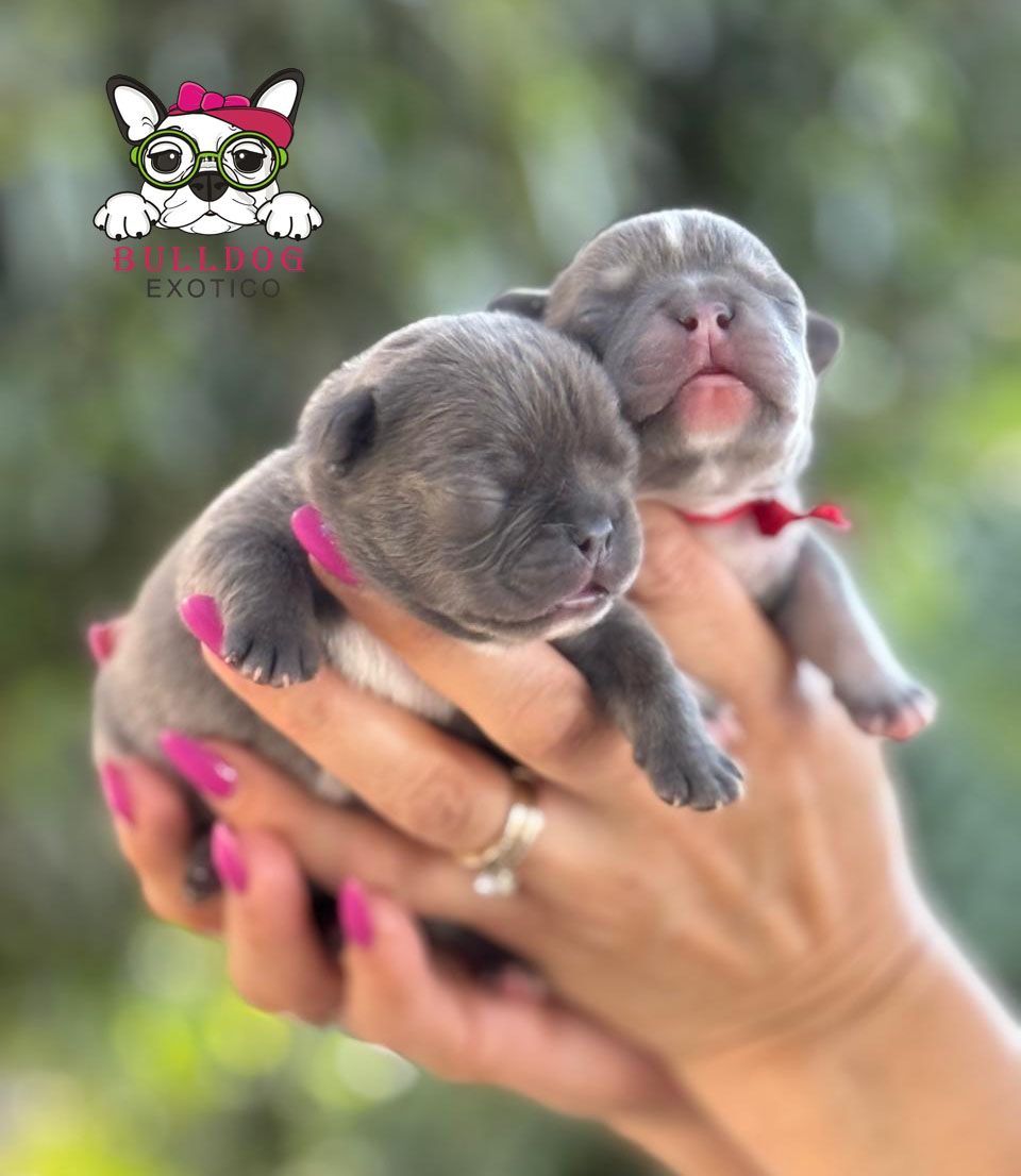 cachorros bulldog frances