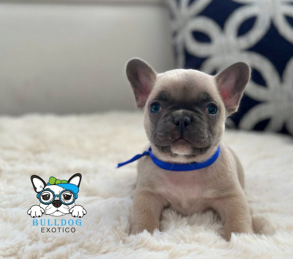 bulldog frances en venta