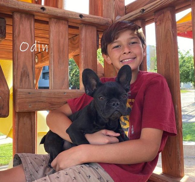 cachorros bulldog frances