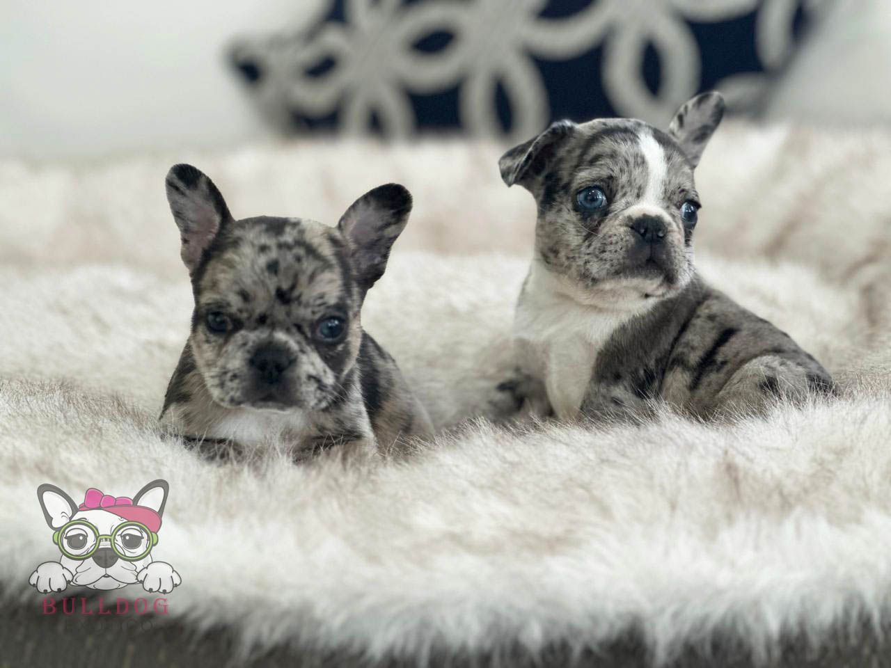 cachorro bulldog frances en venta