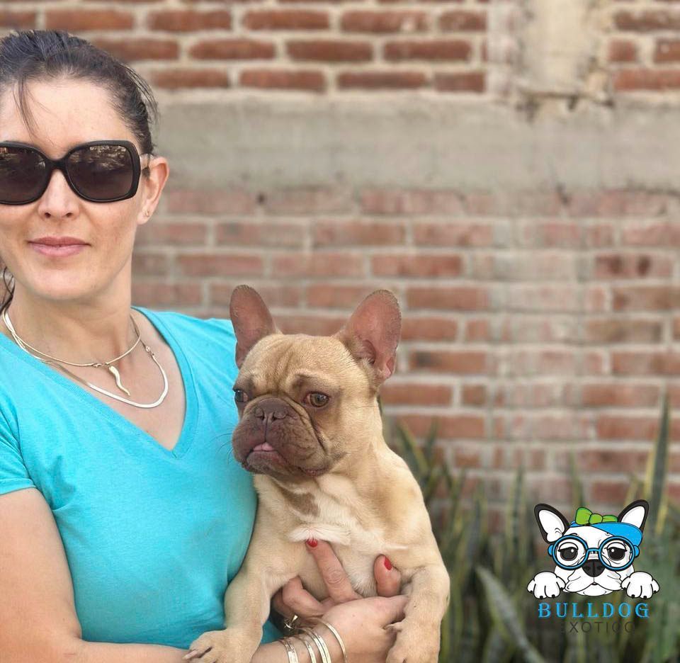 bulldog frances en venta