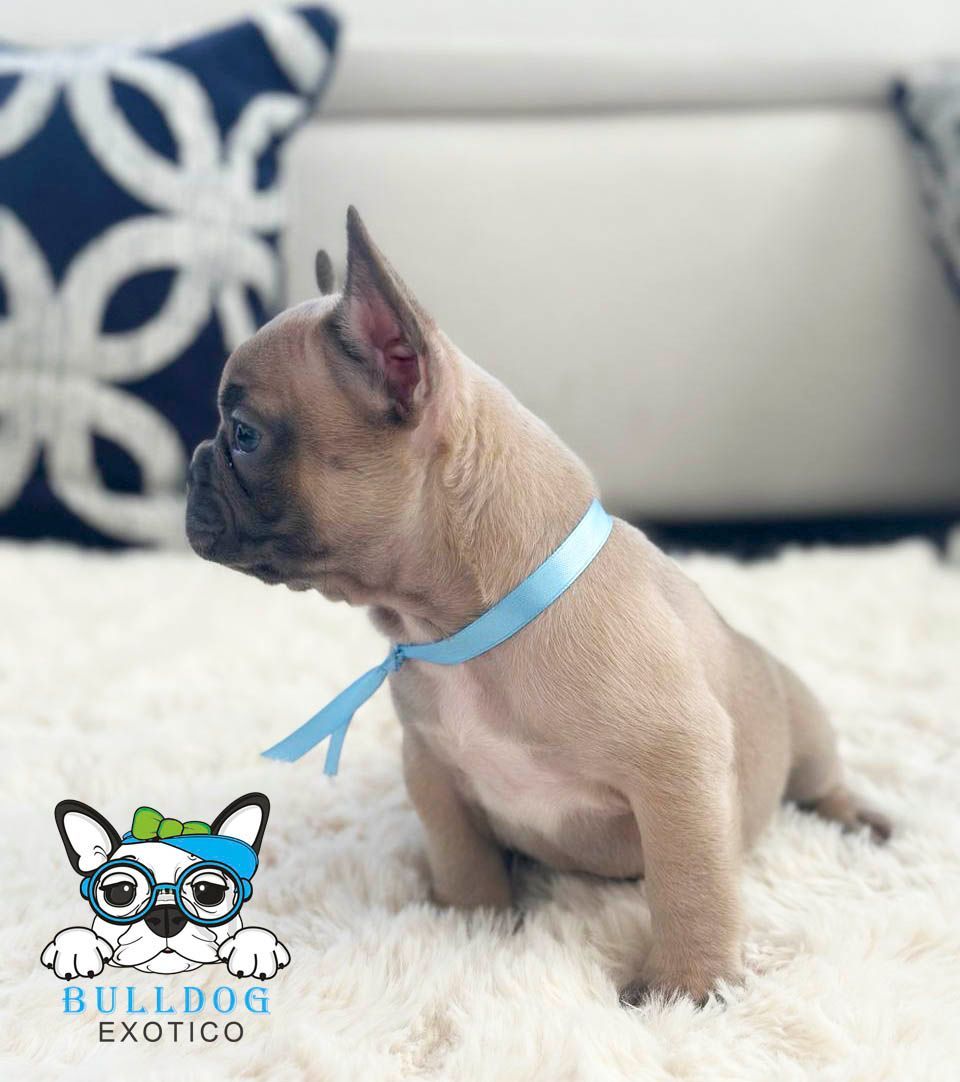 bulldog frances en venta