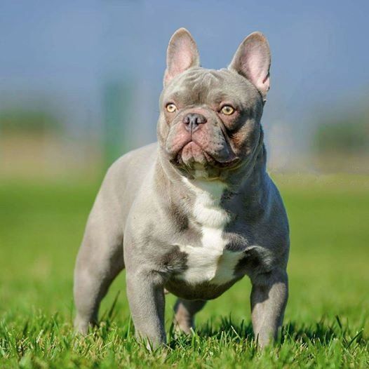 bulldog frances en leon gto