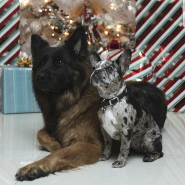 cachorros bulldog frances exoticos