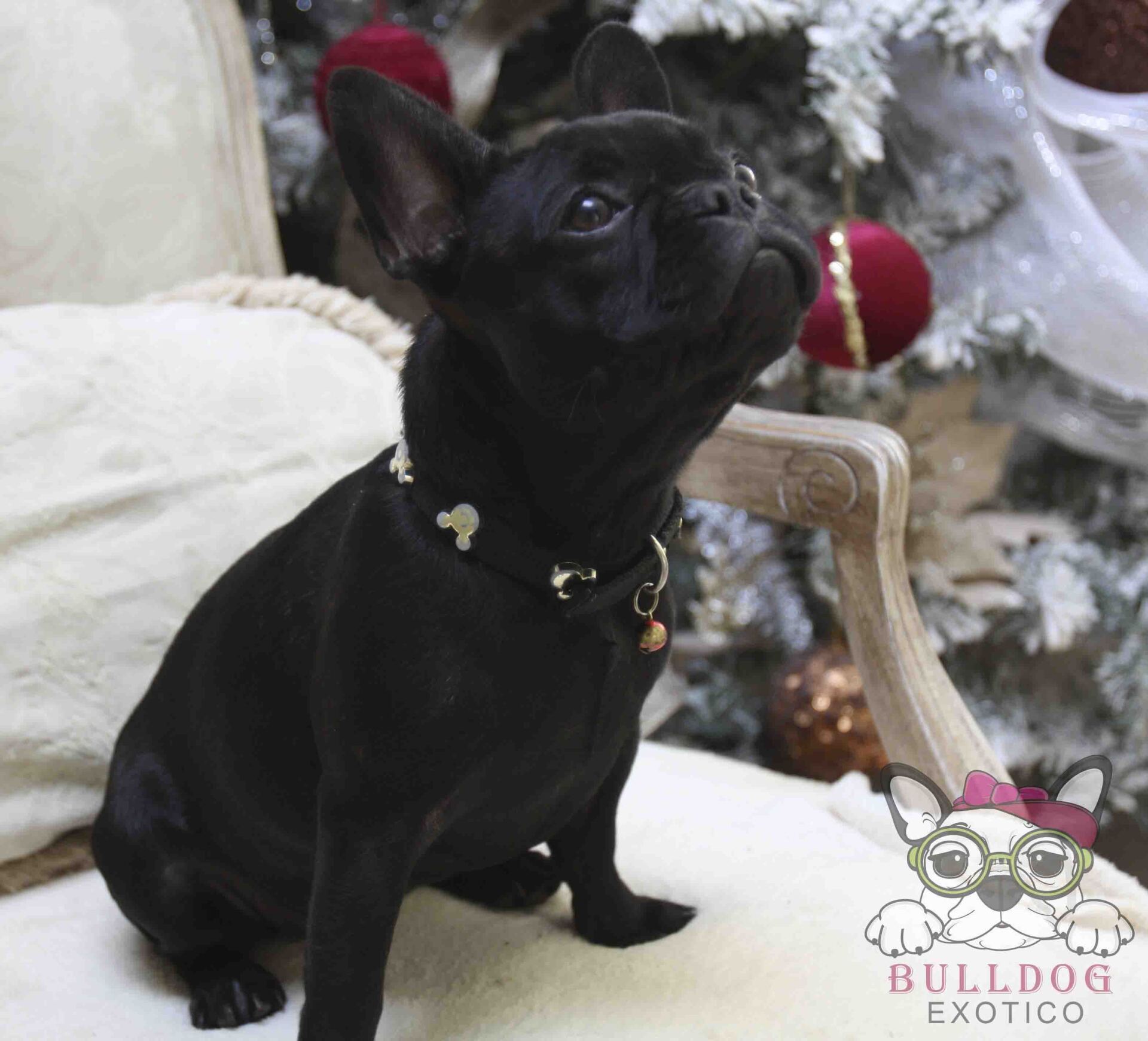 bulldog frances en venta