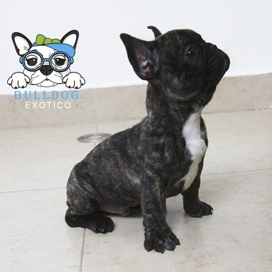 bulldog frances en venta