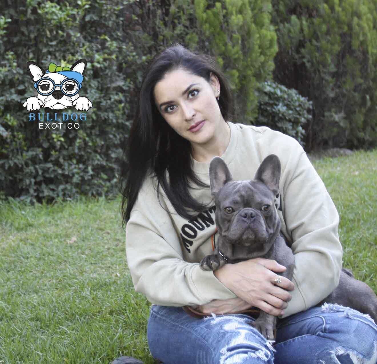 bulldog frances en venta