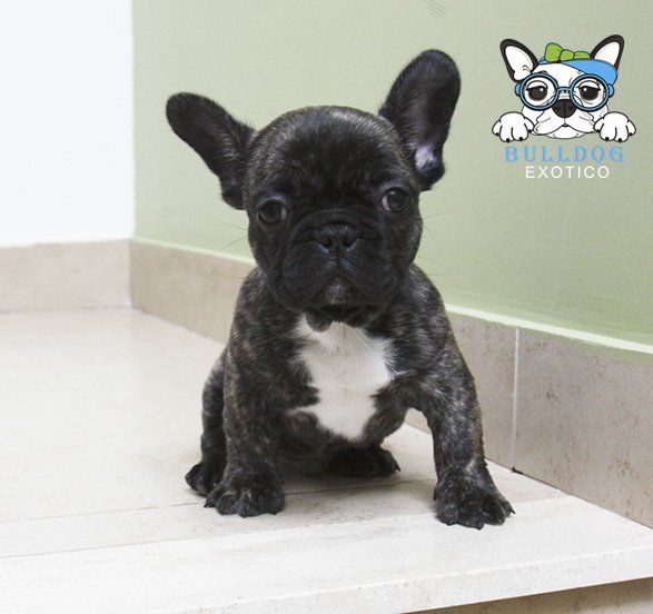 bulldog frances en venta