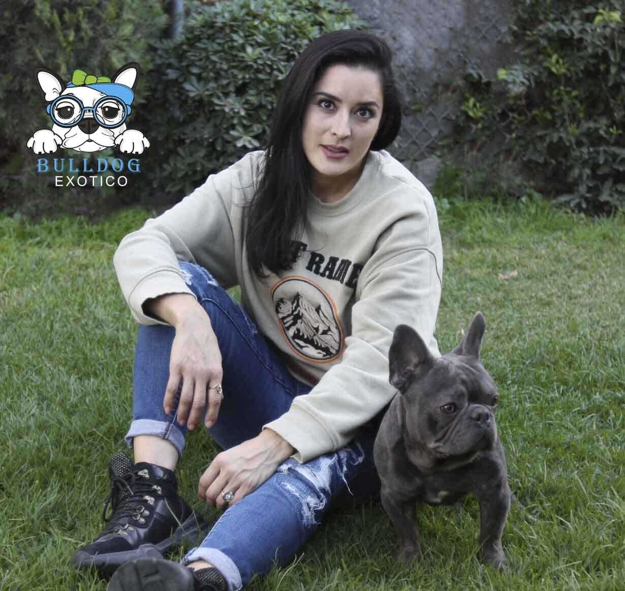 bulldog frances en venta