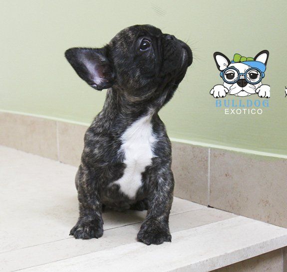 bulldog frances en venta