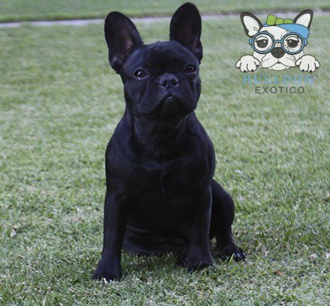 bulldog frances en venta