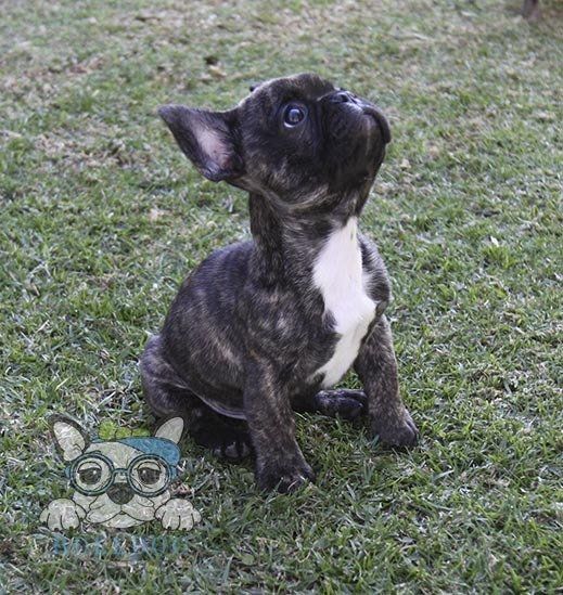 bulldog frances en venta