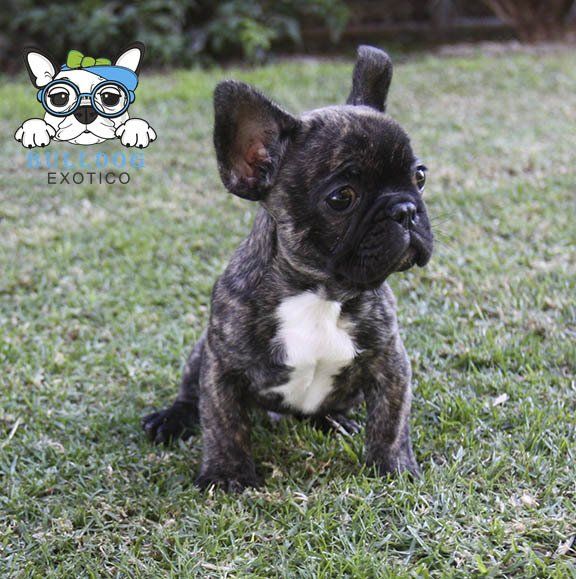 bulldog frances en venta