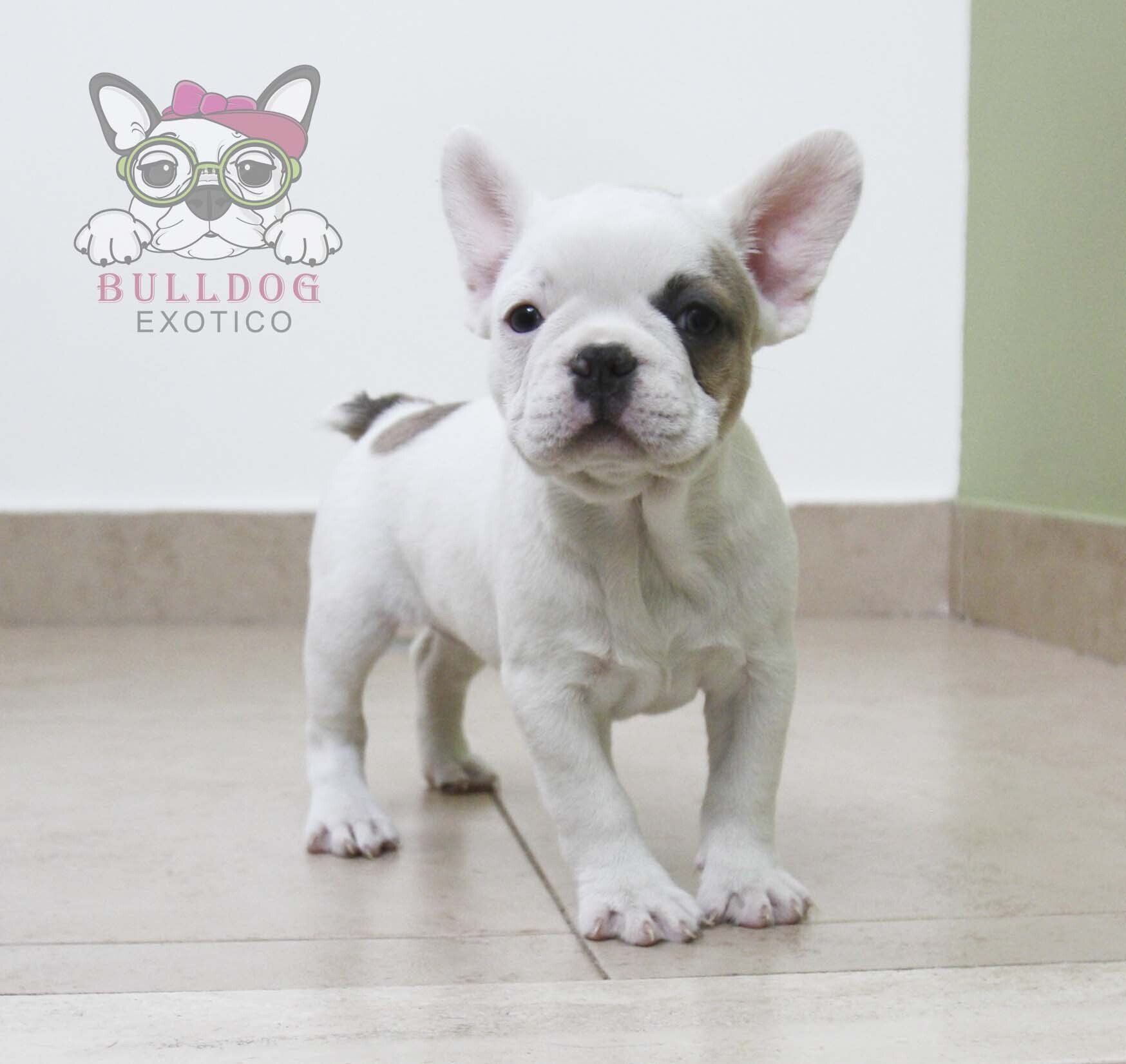 bulldog frances en venta