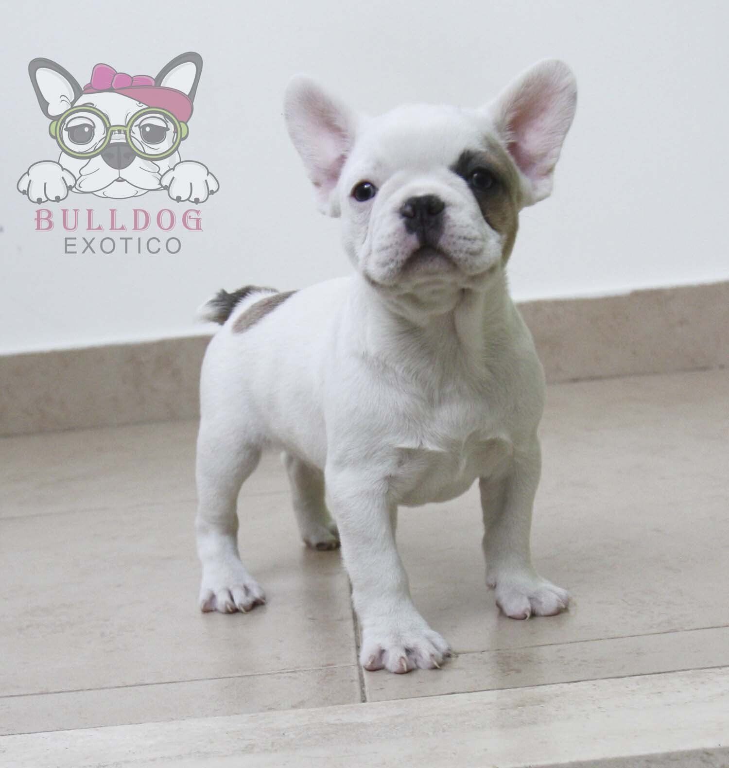 cachorro bulldog frances en venta