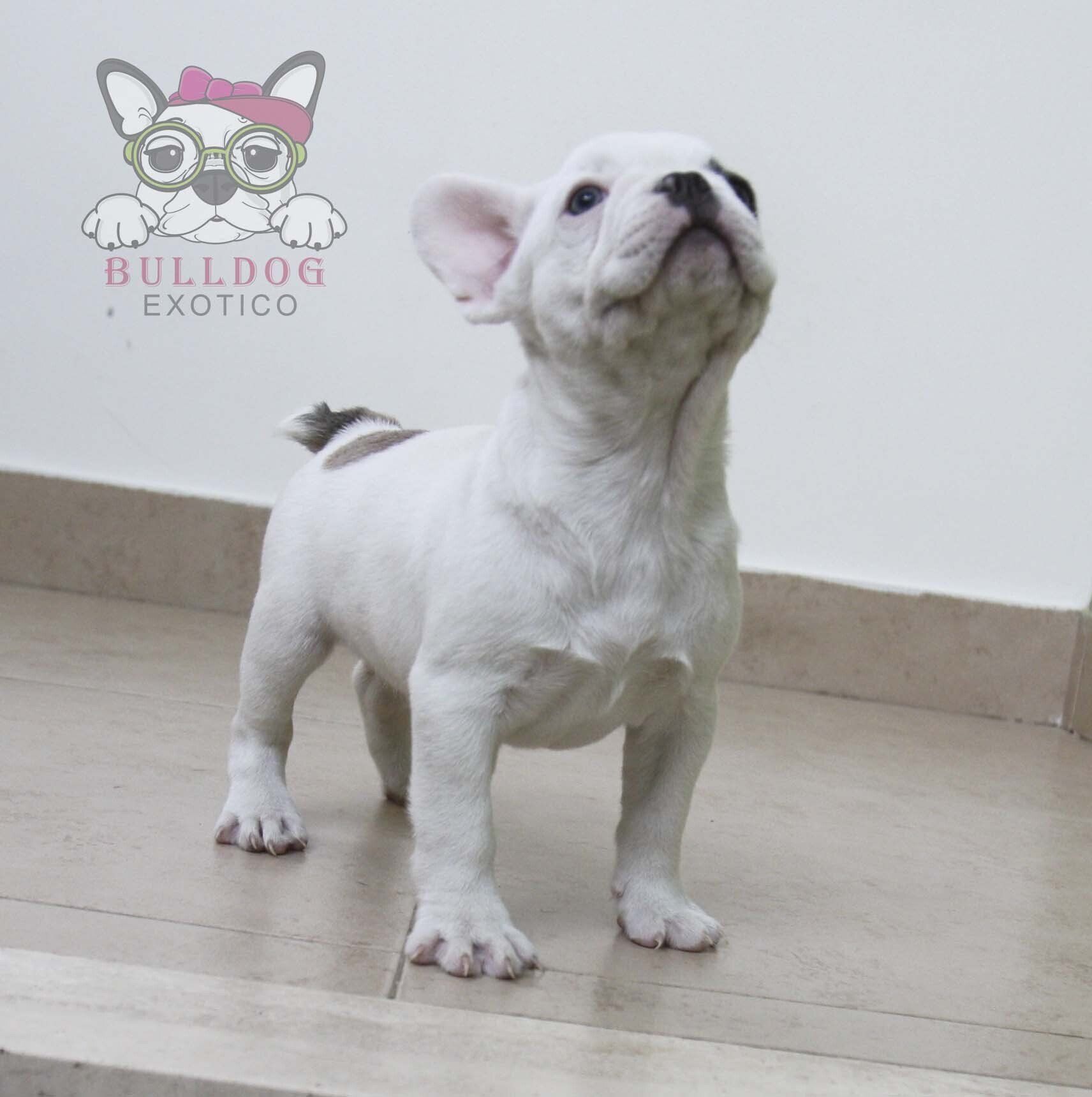 bulldog frances en venta