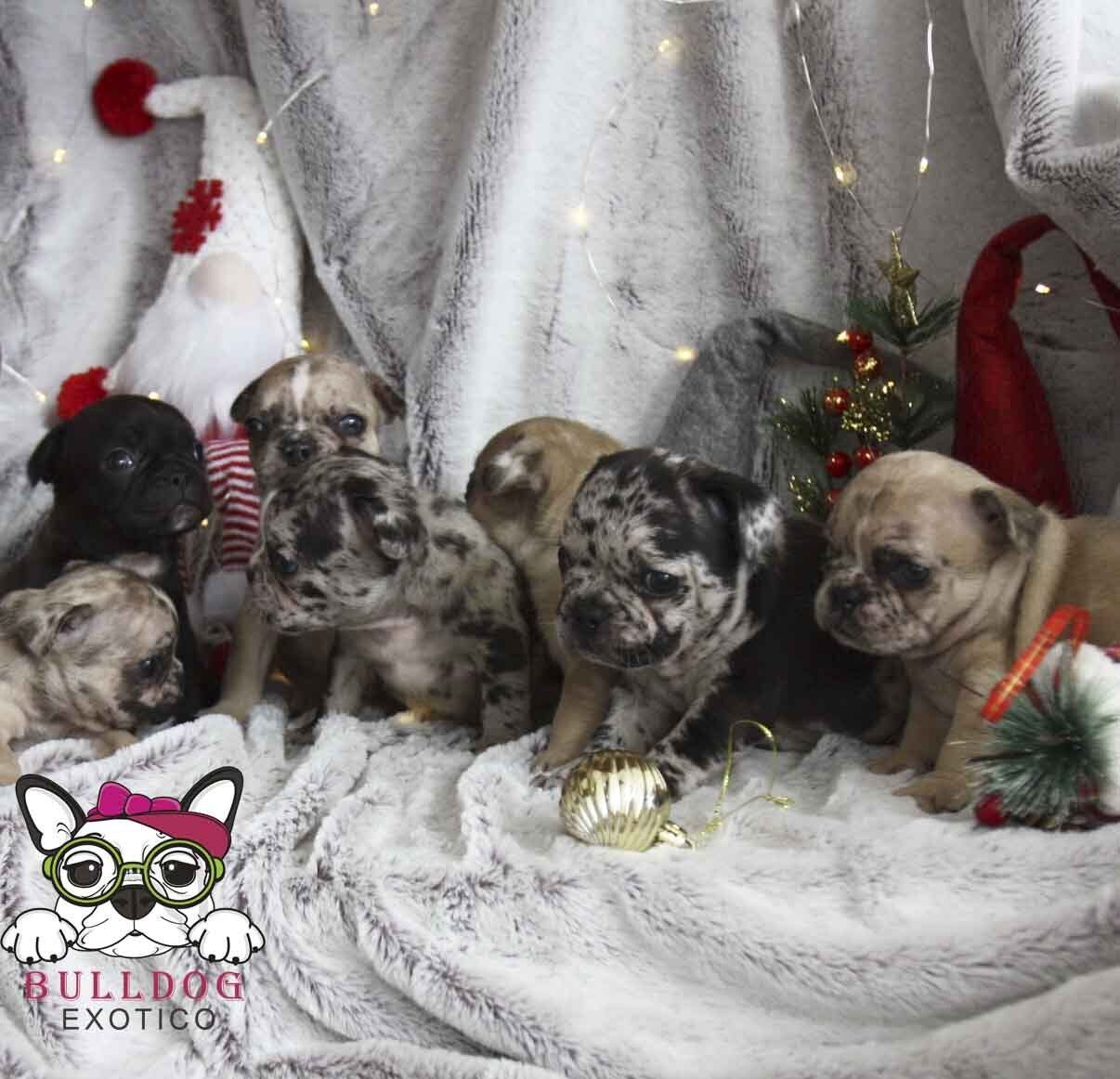 bulldog frances en venta