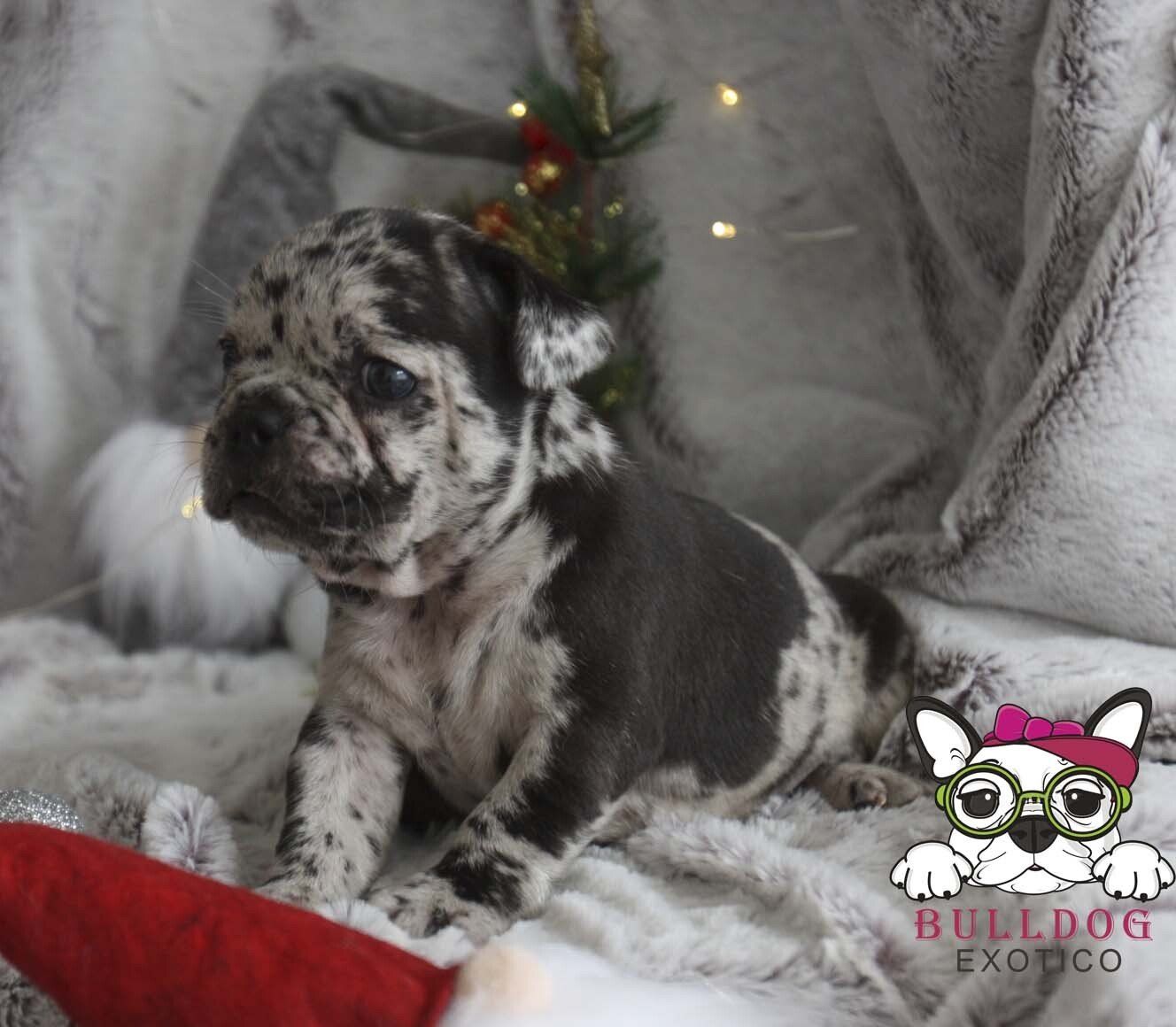 bulldog frances en venta