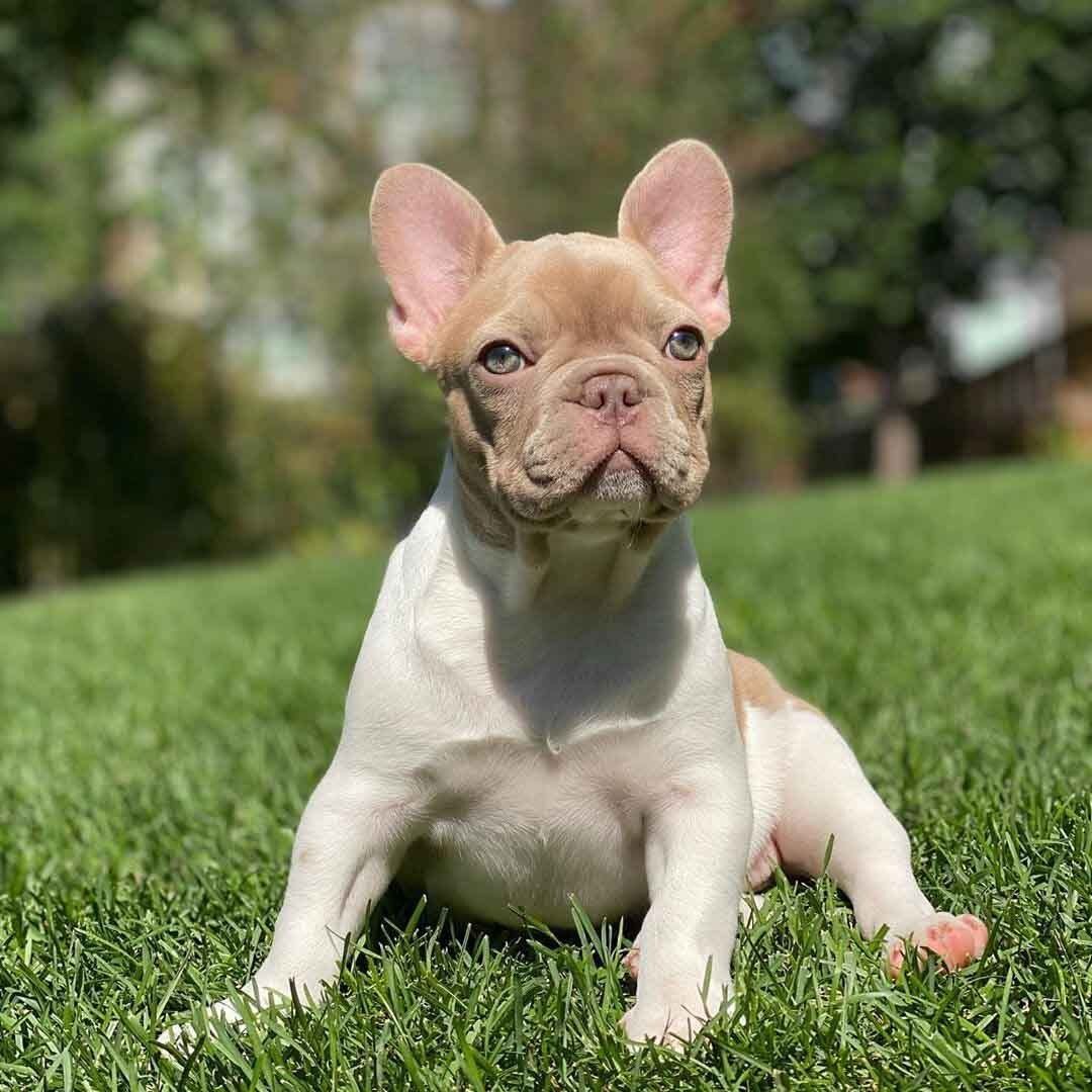 bulldog frances en venta