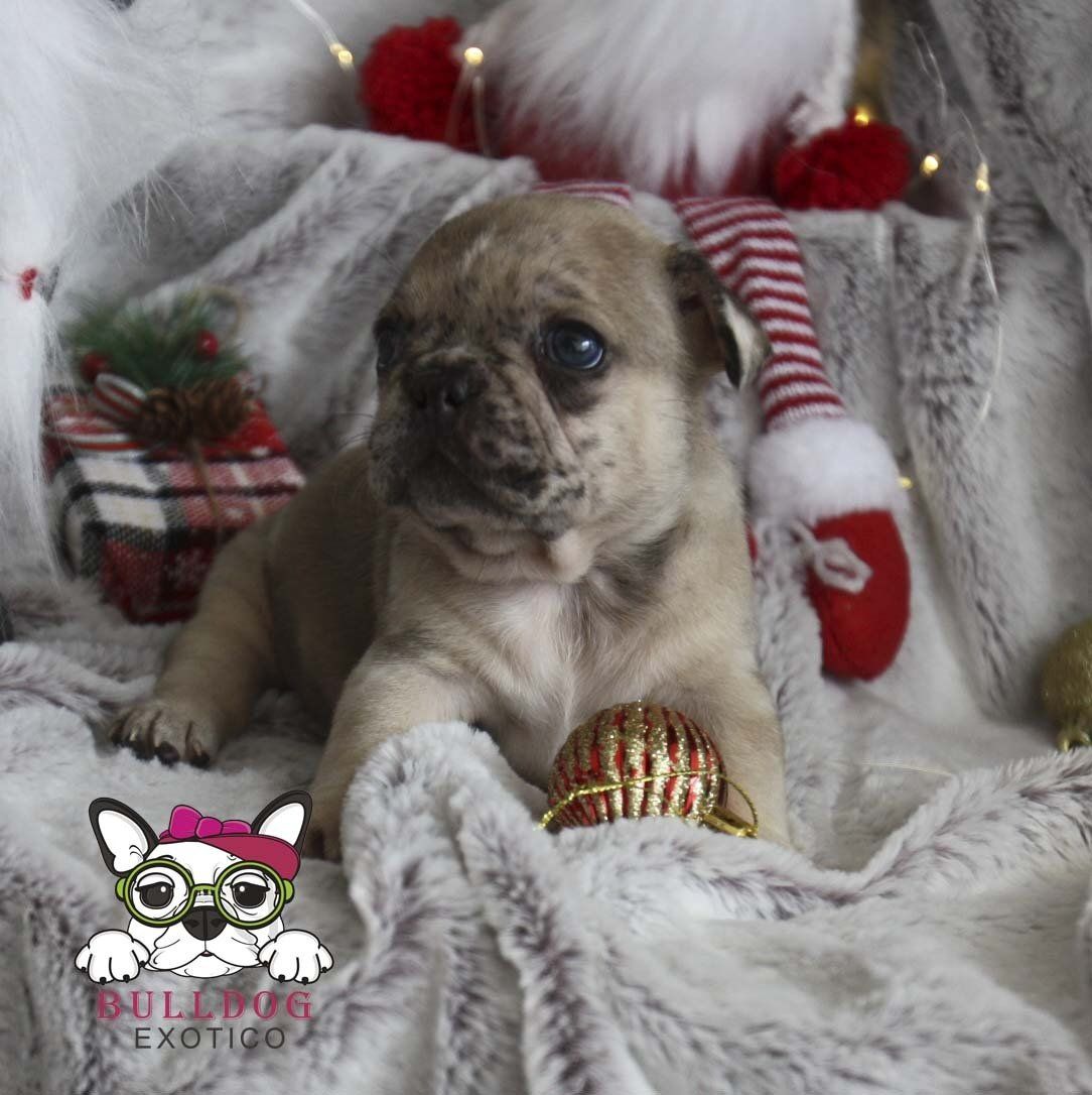 bulldog frances en venta