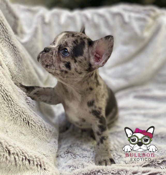 cachorro bulldog frances en venta