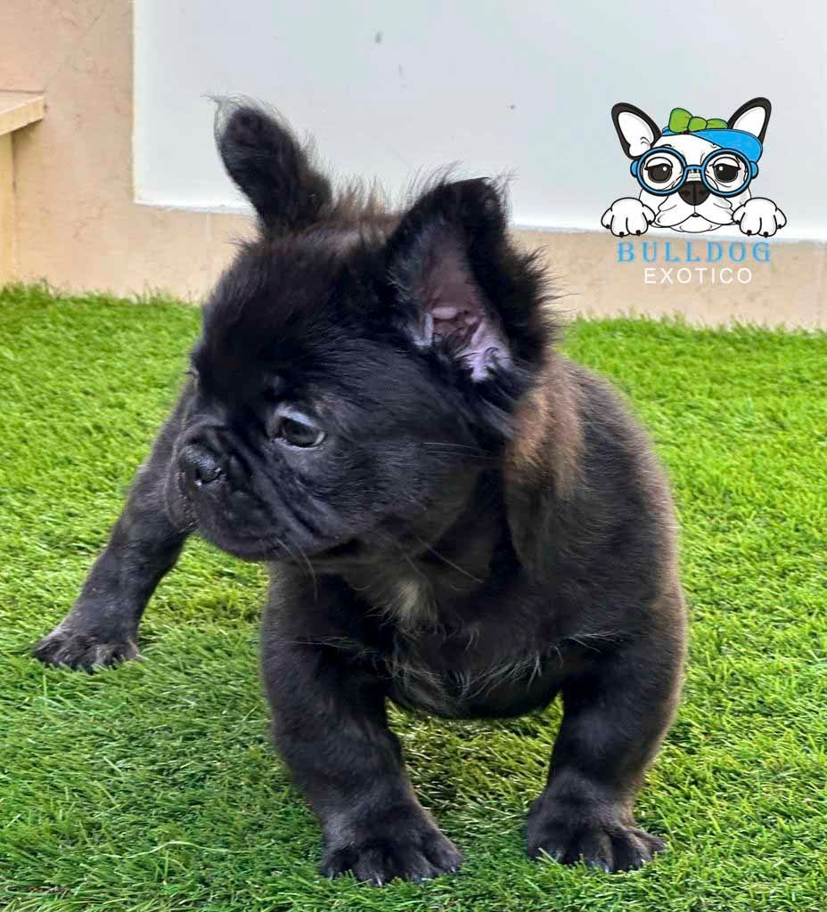cachorro bulldog frances en venta