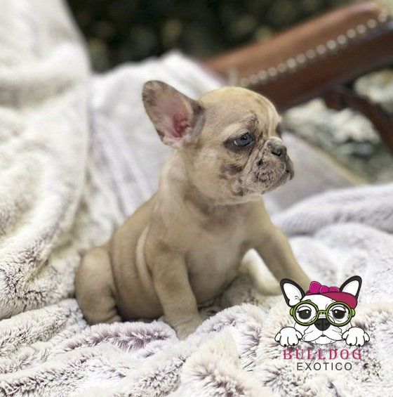 cachorro bulldog frances en venta